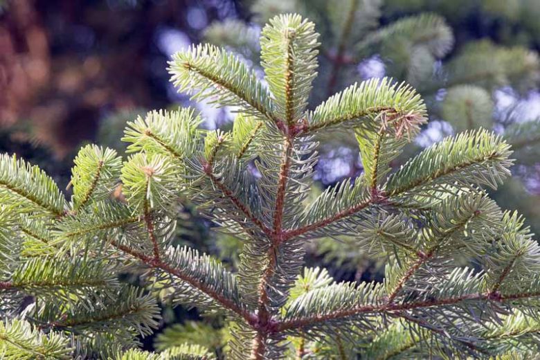 Greek Fir